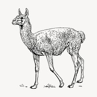 Lama Guanicoe hand drawn clipart, animal illustration vector. Free public domain CC0 image.
