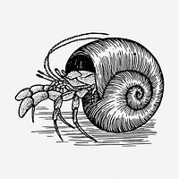 Hermit crab hand drawn illustration. Free public domain CC0 image.