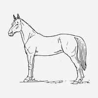 Horse hand drawn illustration. Free public domain CC0 image.