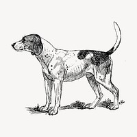 Finnish Hound dog hand drawn clipart, pet illustration vector. Free public domain CC0 image.