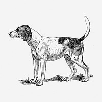 Finnish Hound dog hand drawn illustration. Free public domain CC0 image.