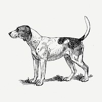 Finnish Hound dog drawing clipart, pet illustration psd. Free public domain CC0 image.