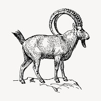 Ibex hand drawn clipart, animal illustration vector. Free public domain CC0 image.