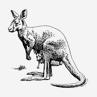 Kangaroo hand drawn illustration. Free public domain CC0 image.