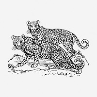 Leopards hand drawn illustration. Free public domain CC0 image.