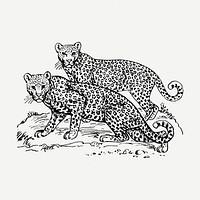 Leopards drawing clipart, animal illustration psd. Free public domain CC0 image.