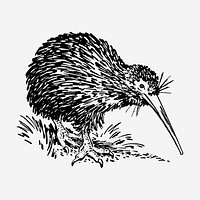 Kiwi bird hand drawn illustration. Free public domain CC0 image.