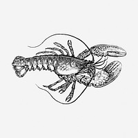 Lobster hand drawn illustration. Free public domain CC0 image.