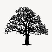 Leafless tree silhouette clipart, botanical illustration in black. Free public domain CC0 image.