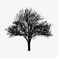Magnolia Kobus tree silhouette clipart, botanical illustration in black. Free public domain CC0 image.
