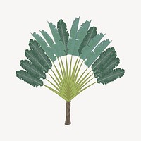 Ravenala tree clipart, tropical plant illustration vector. Free public domain CC0 image.