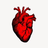 Human heart clipart, realistic illustration. Free public domain CC0 image.