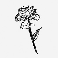Rose sketch hand drawn illustration. Free public domain CC0 image.