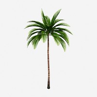 Palm tree clipart illustration. Free public domain CC0 image.