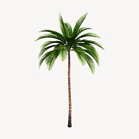 Palm tree clipart, tropical illustration vector. Free public domain CC0 image.