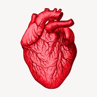 Human heart clipart, organ illustration vector. Free public domain CC0 image.