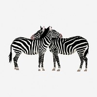 Two zebra friends clipart illustration. Free public domain CC0 image.