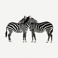 Two zebra friends clipart, animal collage element illustration psd. Free public domain CC0 image.