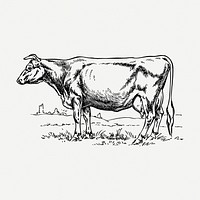 Cow drawing, farm animal vintage illustration psd. Free public domain CC0 image.