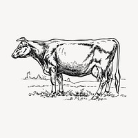 Cow drawing, vintage farm animal illustration vector. Free public domain CC0 image.