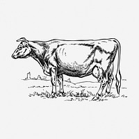 Cow drawing, farm animal vintage illustration. Free public domain CC0 image.