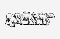 Sheep drawing, livestock animal vintage illustration. Free public domain CC0 image.