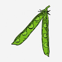 Sugar snap peas clipart, vegetable vintage illustration. Free public domain CC0 image.