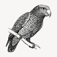 Parrot drawing, vintage bird illustration vector. Free public domain CC0 image.