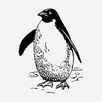 Penguin drawing, bird vintage illustration psd. Free public domain CC0 image.