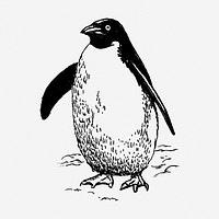 Penguin drawing, bird vintage illustration. Free public domain CC0 image.