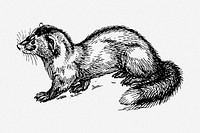 Polecat drawing, wild animal vintage illustration. Free public domain CC0 image.