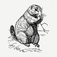 Prairie dog drawing, animal vintage illustration psd. Free public domain CC0 image.