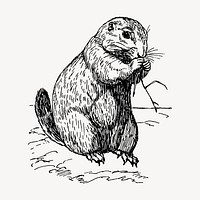Prairie dog drawing, vintage animal illustration vector. Free public domain CC0 image.