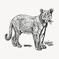 Puma drawing, vintage wild animal illustration vector. Free public domain CC0 image.