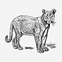 Puma drawing, wild animal vintage illustration. Free public domain CC0 image.
