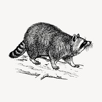 Raccoon drawing, vintage animal illustration vector. Free public domain CC0 image.