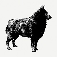 Schipperke dog drawing, animal vintage illustration psd. Free public domain CC0 image.