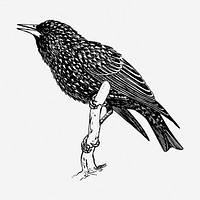 Starling bird drawing, animal vintage illustration. Free public domain CC0 image.