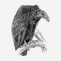 Vulture drawing, bird vintage illustration. Free public domain CC0 image.