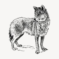 Wolf drawing, vintage wild animal illustration vector. 
