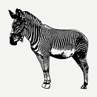 Zebra drawing, wildlife vintage illustration psd. Free public domain CC0 image.