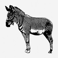 Zebra drawing, wildlife vintage illustration. Free public domain CC0 image.