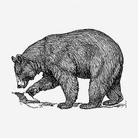 Grizzly bear drawing, animal vintage illustration. Free public domain CC0 image.