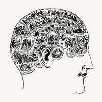 Phrenology brain drawing, vintage head illustration vector. Free public domain CC0 image.