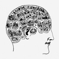 Phrenology brain drawing, head vintage illustration. Free public domain CC0 image.