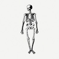 Human skeleton drawing, vintage illustration psd. Free public domain CC0 image.