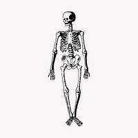 Human skeleton drawing, vintage illustration vector. Free public domain CC0 image.