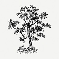 Baobab tree drawing, botanical vintage illustration psd. Free public domain CC0 image.