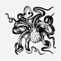 Octopus drawing, sea life vintage illustration. Free public domain CC0 image.