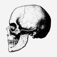 Human skull drawing, medical vintage illustration. Free public domain CC0 image.